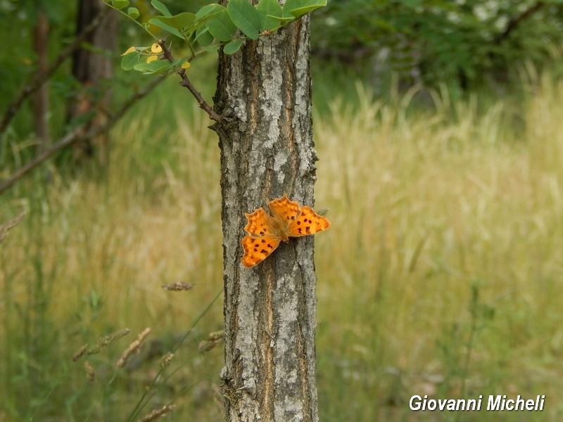 Alla ricerca del Satyrium pruni